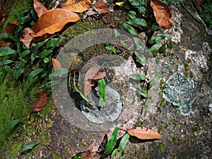 GreenÃ¢â¬â¹ mossÃ¢â¬â¹ onÃ¢â¬â¹ theÃ¢â¬â¹ rock